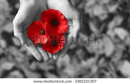 Poppy bud is a symbol Poppy Day and Remembrance Day . Concept - patriotism, honor