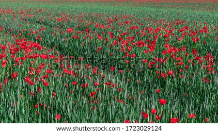 Similar – Image, Stock Photo Field full of poppies Trip