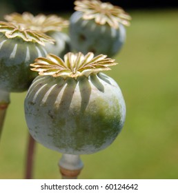 Poppy Head Images, Stock Photos & Vectors | Shutterstock