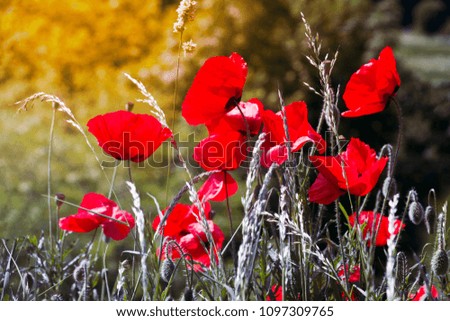 Similar – Wiesenblumen Klatschmohn