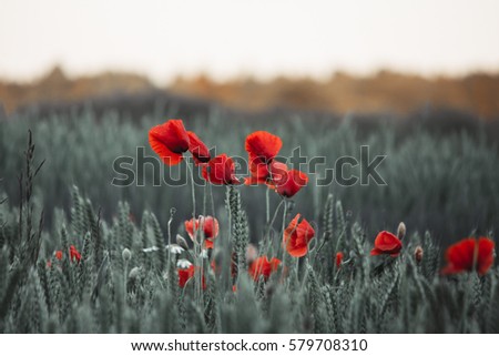 Similar – Poppy Field I Nature