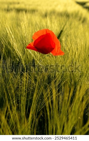 Similar – Poppy flower in a cereal field