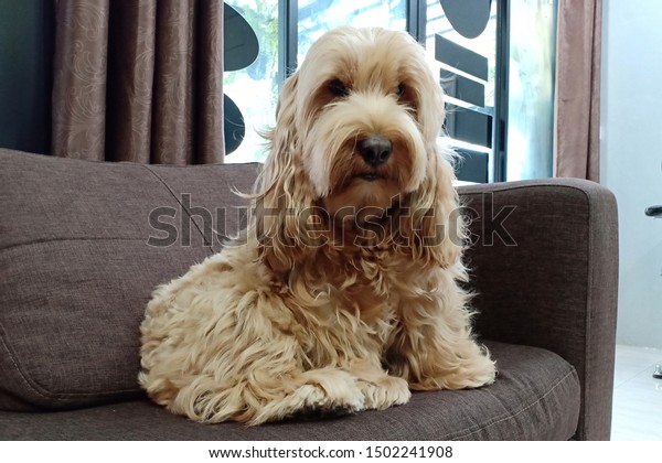 Poppy Dog On Sofa Cockapoo Mixed Stock Photo Edit Now 1502241908