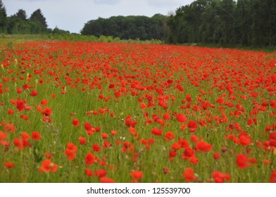 3,526 Poppy Field France Images, Stock Photos & Vectors | Shutterstock