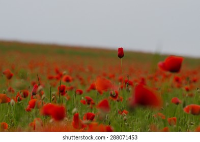 Poppy Field