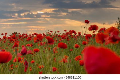 209,870 Red poppies field Stock Photos, Images & Photography | Shutterstock