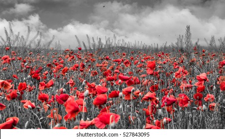 Poppy Field