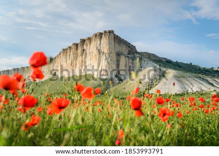 Poppy field against the background of rocky mountains, Belaya Skala, Belogorsk, Crimea