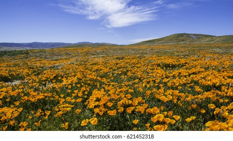 Poppy Field In Antelope Valley Poppy Reserve