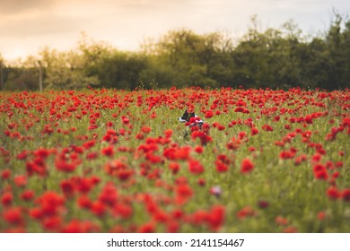 Poppy Field with a border collie dog 