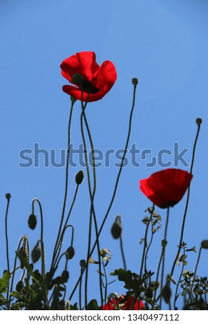 Similar – Image, Stock Photo John McCrae: In Flanders Fields (1915)