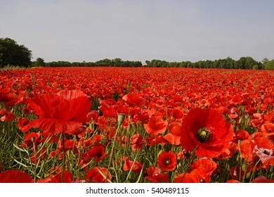 Poppy field of flowers
