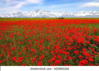 16,752 Poppies mountain Images, Stock Photos & Vectors | Shutterstock