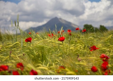 3,526 Poppy Field France Images, Stock Photos & Vectors | Shutterstock