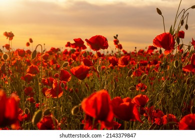 Poppy field in full bloom against sunlight. Field of red poppys against the sunset sky. Remembrance Day, Memorial Day, Anzac Day in New Zealand, Australia, Canada and Great Britain. Armistice concept.