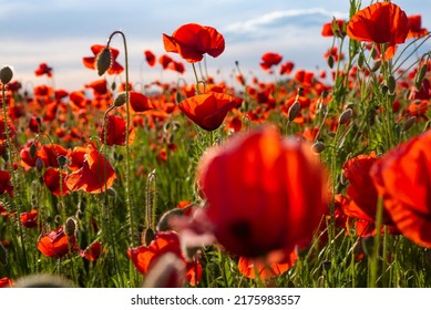 Poppy field in full bloom against sunlight. Remembrance day, Anzac Day. Poppy flower field. Summer and spring, poppy seed.