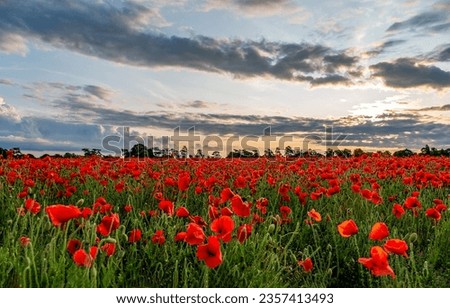 Poppy field in the morning at dawn. Poppies field under morning sky. Poppies field in the morning. Red poppy field landscape