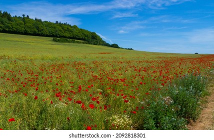 Poppy Field near Guildford Surrey in the Surrey Hills
