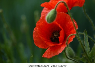 poppy field, poppies, desktop wallpaper or greeting card. spring, memory, anniversary. macro desktop wallpaper. Red poppies full of emotions, love, joy, sun. Papaver rhoeas. symbol of war - Powered by Shutterstock