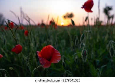 Poppy field in the rays of the sunset of the summer sun
