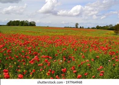 Poppy Field, South West England