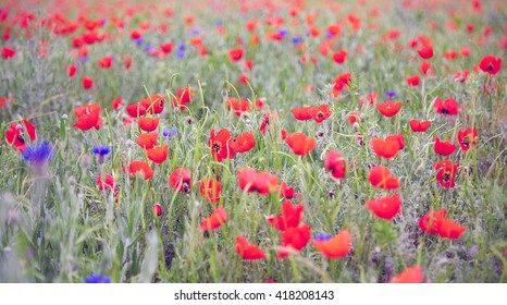 the poppy field in the spring in cloudy weather - Shutterstock ID 418208143