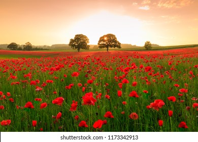 Poppy Field At Sunset