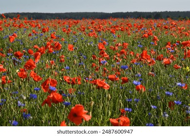 Poppy field in Warmia in spring, Poland - Powered by Shutterstock