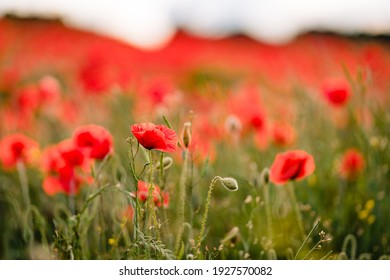 Poppy Fields Blooming In A Sea Of Red