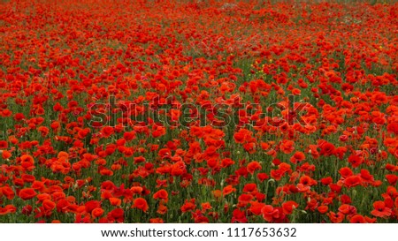 Poppy Fields, Flanders Field, Red Flowers on a Green Field Background