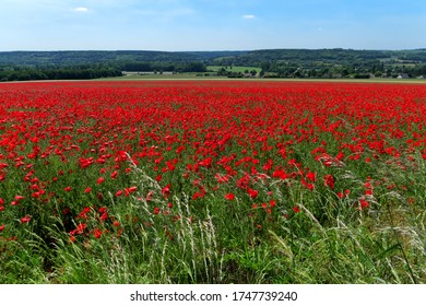 Poppy fields in Normandy region