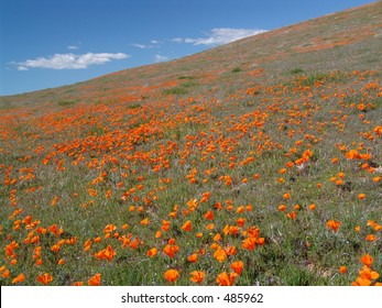 Poppy Fields In Southern California, At The Antelope Valley Poppy Reserve