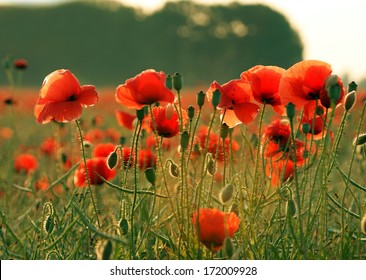 Poppy Flower