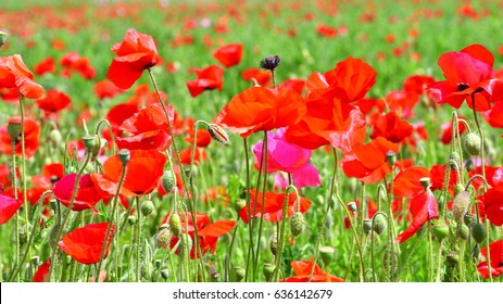 Horizontal Seamless Poppy Field Blue Sky Stock Vector (Royalty Free ...