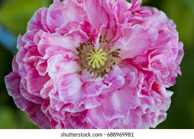 Poppy flower 
