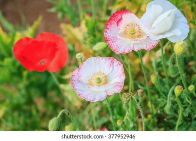 Poppy flower in beautiful flower garden.