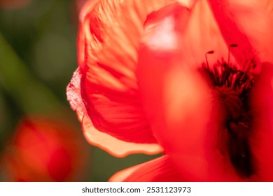 Poppy Flower Close Up Macro Photography, a detailed shot of a poppy flower's petals and center. - Powered by Shutterstock