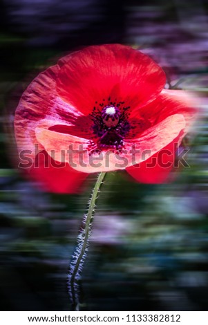 Similar – Foto Bild Mohn am Donnerstag Natur