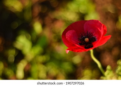Poppy Flower in Garden, Red Flower 