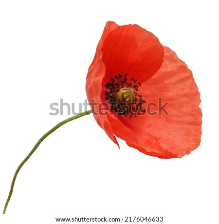 poppy flower on white background