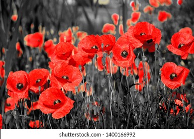 Poppy flower or papaver rhoeas poppy with the light behind in Italy remembering 1918, the Flanders Fields poem by John McCrae and 1944, The Red Poppies on Monte Cassino song by Feliks Konarski