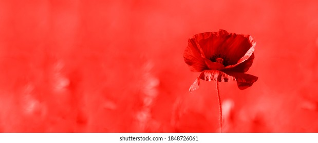 Poppy flower or papaver rhoeas poppy with the light. Red color filter. Flat lay long web banner copy space