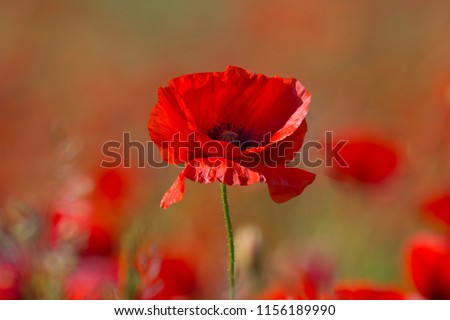 Poppy flower or papaver rhoeas poppy with the light 