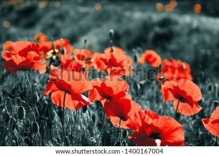 Similar – Poppy Field I Nature