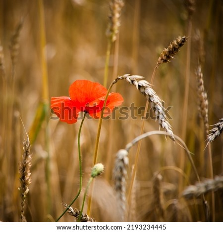 Poppy flower in a cereal field