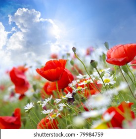 Poppy flower in the sky