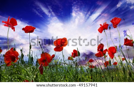 Similar – Image, Stock Photo Clapping poppies backlit under sunny sky