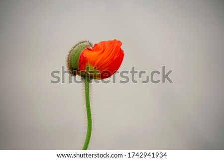 Similar – Poppy blossom from a frog’s perspective