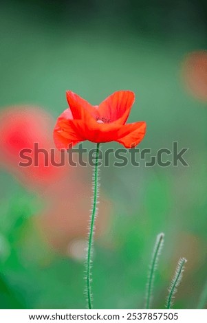 Similar – Foto Bild Mohn am Donnerstag Natur