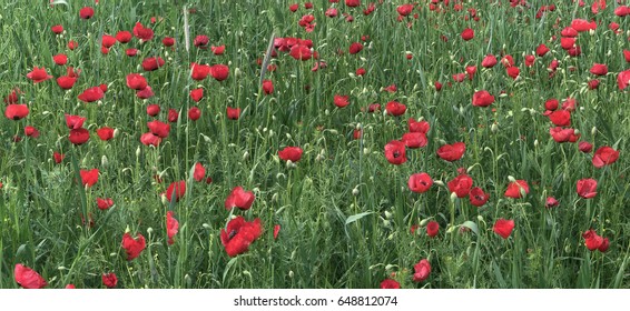 Poppy Flowers